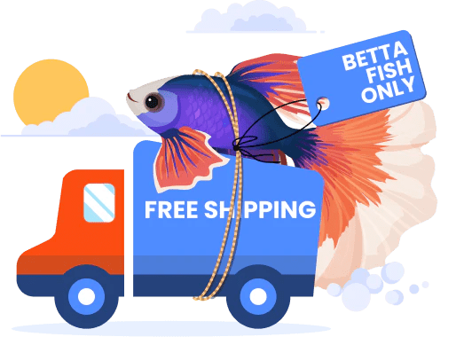 Betta Fish Free Shipping