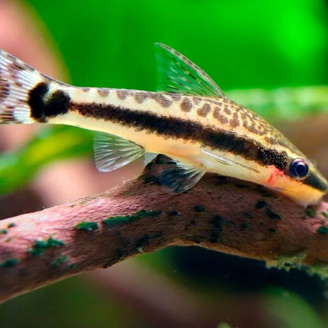 Best Seller - Nano Tanks Australia Aquarium Shop