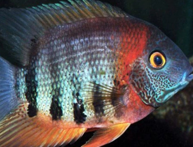 Cichilds - Nano Tanks Australia Aquarium Shop