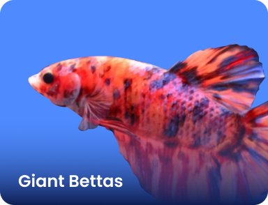 Giant Bettas - Nano Tanks Australia Aquarium Shop