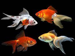 Goldfish - Nano Tanks Australia