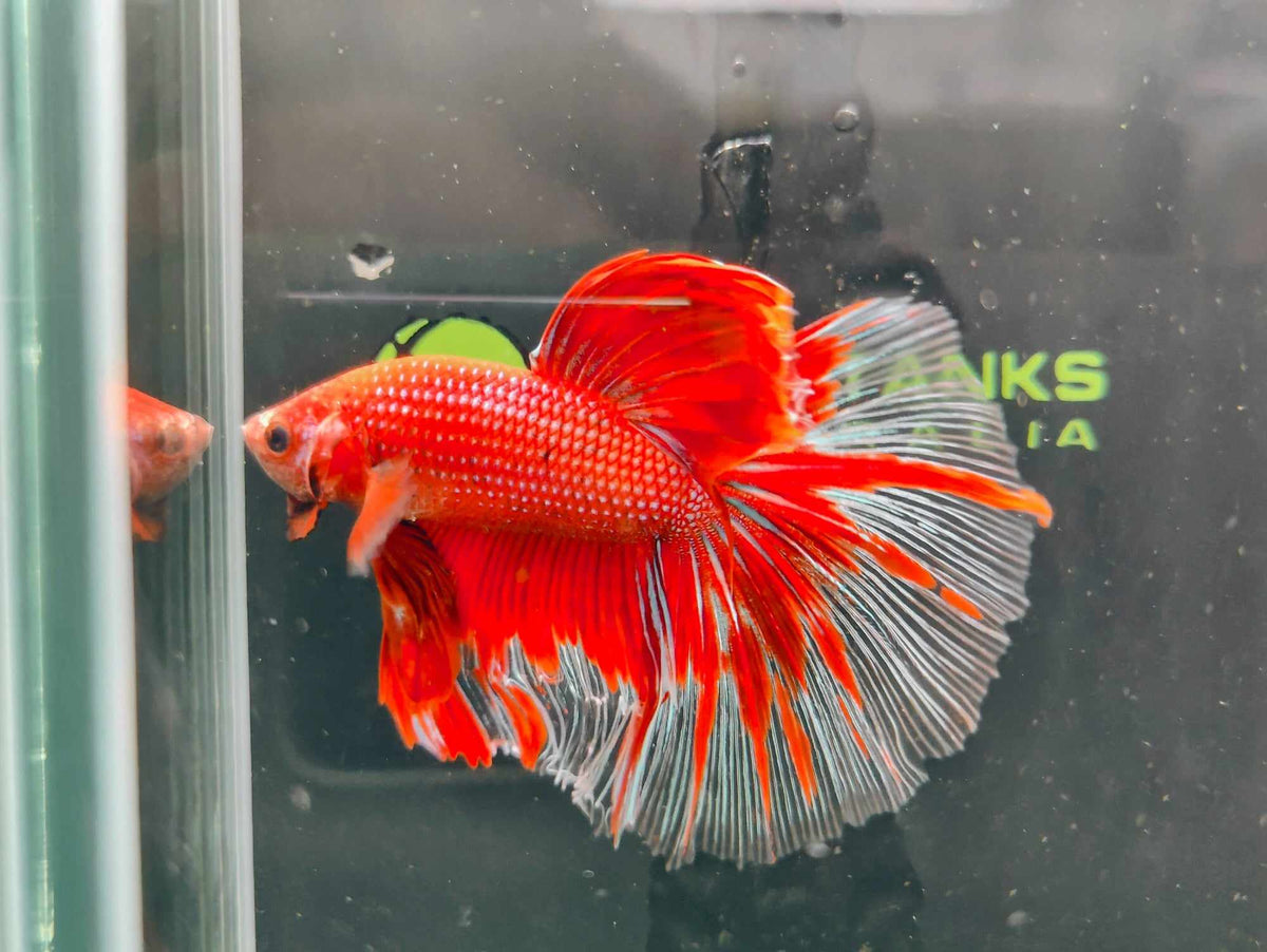 Halfmoon Bettas Nano Tanks Australia Aquarium Shop