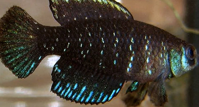 Killifish (Aphyosemion, Panchax, Northos) - Nano Tanks Australia Aquarium Shop