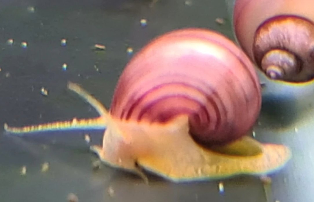 Snails - Mystery - Nano Tanks Australia Aquarium Shop
