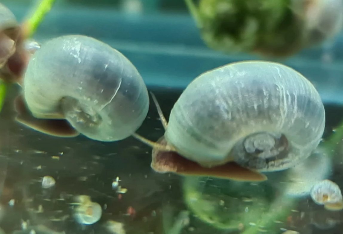 Snails - Ramshorn - Nano Tanks Australia Aquarium Shop