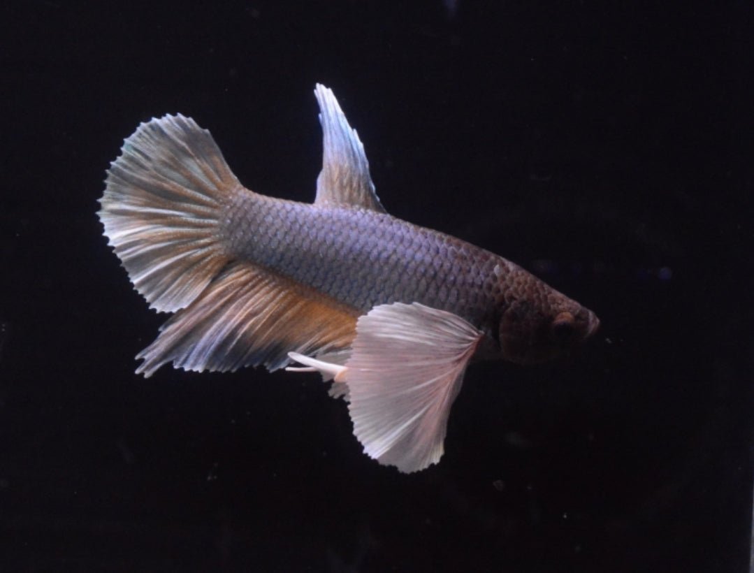 3BT31 Mustard Gas Halfmoon Plakat Elephant Ear Male Betta Nano