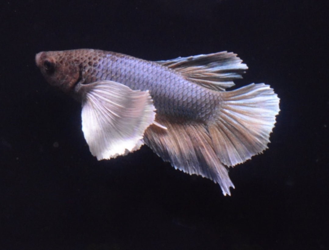 3BT31 Mustard Gas Halfmoon Plakat Elephant Ear Male Betta Nano Tanks Australia Aquarium Shop