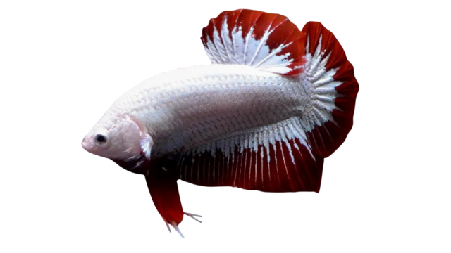 <h2>Award winning healthy bettas</h2>
