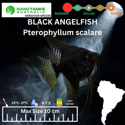 Black Angelfish 3.5cm - Nano Tanks Australia Aquarium Shop