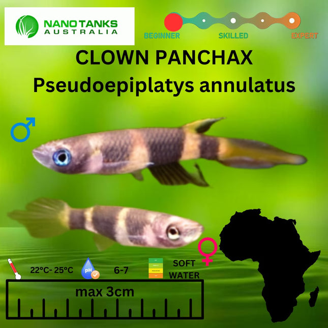 Clown Panchax (Killifish) Pseudoepiplatys annulatus Killies Average Size 1 cm - Nano Tanks Australia Aquarium Shop