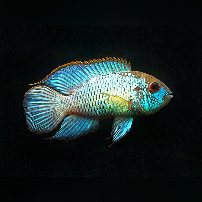 Electric Blue Acara 5cm - Nano Tanks Australia Aquarium Shop