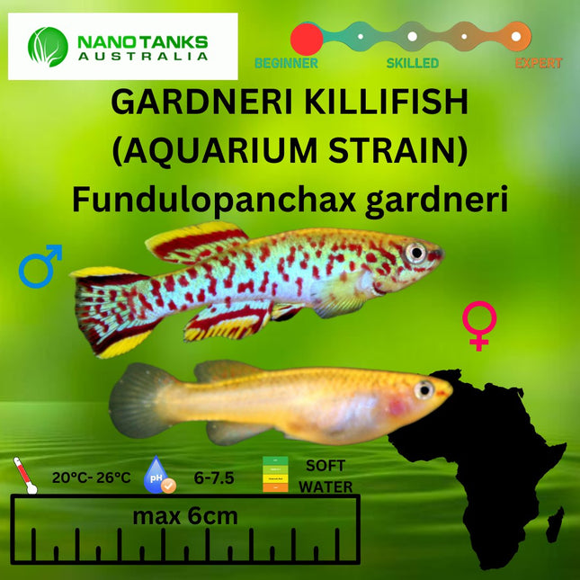 Fundulopanchax Gardneri Killifish Average Size 3 cm - Nano Tanks Australia Aquarium Shop