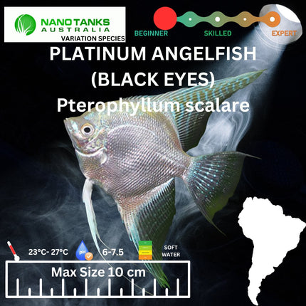 Platinum Angelfish 6cm - Nano Tanks Australia Aquarium Shop