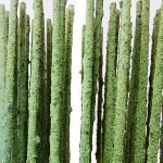 SAS SHRIMP GREEN POPS Pack of 10 - Nano Tanks Australia