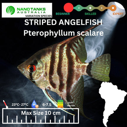 Striped (Blue Sapphire) Angelfish 3-3.5cm - Nano Tanks Australia Aquarium Shop