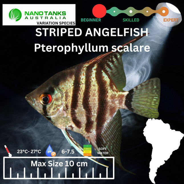 Striped (Blue Sapphire) Angelfish 3-3.5cm - Nano Tanks Australia Aquarium Shop