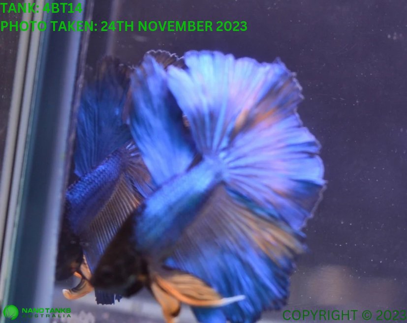 4BT14 Mustard Gas Halfmoon Betta Male Nano Tanks Australia Aquarium