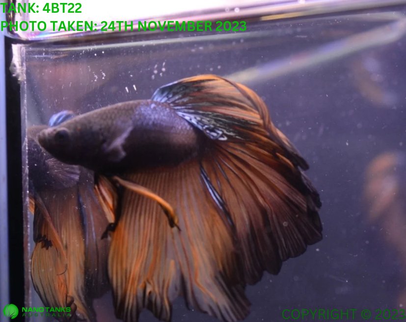 4BT22 Mustard Gas Halfmoon Betta Male Nano Tanks Australia Aquarium