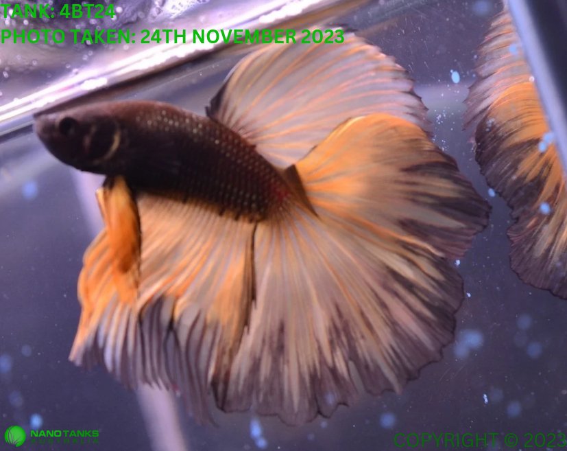 4BT24 Mustard Gas Halfmoon Betta Male Nano Tanks Australia Aquarium