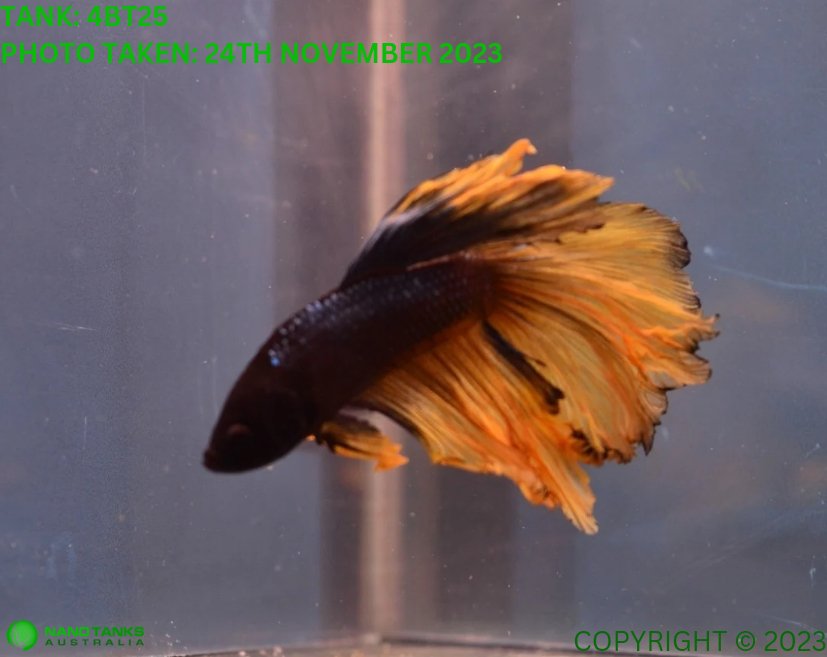 4BT25 Mustard Gas Halfmoon Betta Male Nano Tanks Australia Aquarium