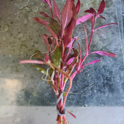 Alternanthera Reineckii 'mini' 5 stems 10cm long - Nano Tanks Australia Aquarium Shop