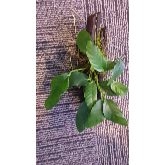 Anubias Barteri on Driftwood - Nano Tanks Australia Aquarium Shop