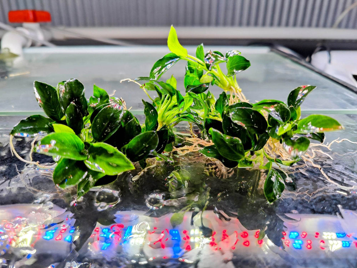 Live Anubias Nana In Pot – Freshwater Aquarium Plant For Beginners (Tropical, Made In USA) - View #5