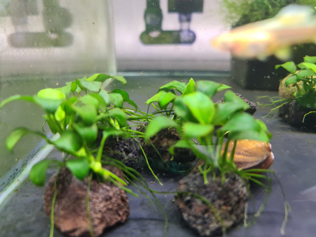 Anubias Nana Petite on rock - Nano Tanks Australia Aquarium Shop