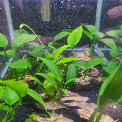Anubias on Driftwood (Nano Size) or Dragon Stone - Nano Tanks Australia Aquarium Shop