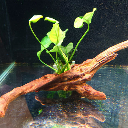 Anubias on Driftwood (Nano Size) or Dragon Stone - Nano Tanks Australia Aquarium Shop