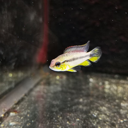 Apistogramma Agassizi Tefe Pearl Blue - Nano Tanks Australia Aquarium Shop