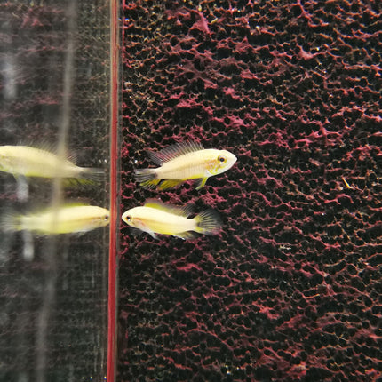 Apistogramma Agassizi Tefe Pearl Blue - Nano Tanks Australia Aquarium Shop