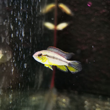 Apistogramma Agassizi Tefe Pearl Blue - Nano Tanks Australia Aquarium Shop