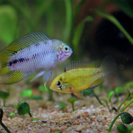 Apistogramma Borelli 3cm 1 Pair - Nano Tanks Australia Aquarium Shop