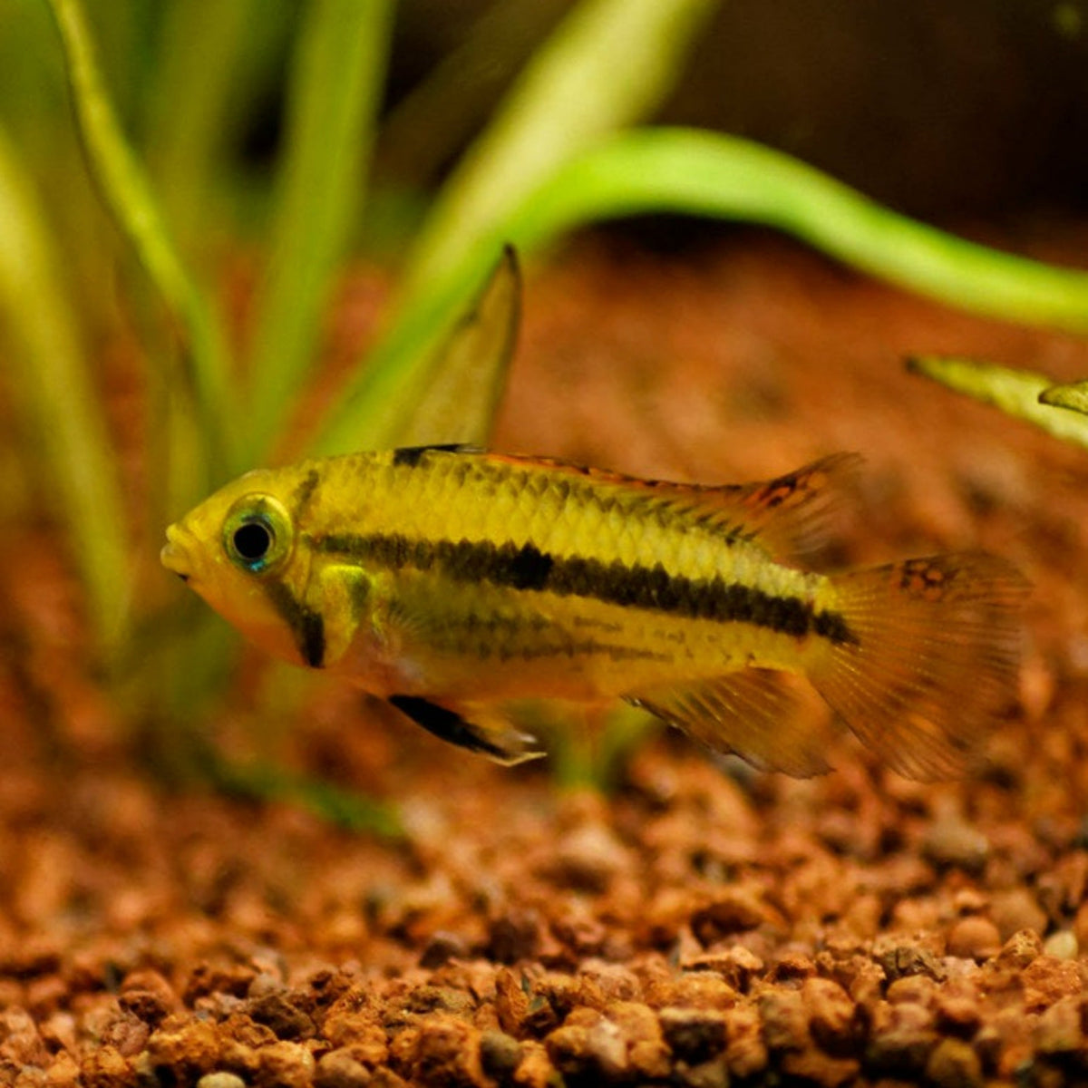 Apistogramma cacatuoides Yellow Lemon Nano Tanks Australia Aquarium Shop