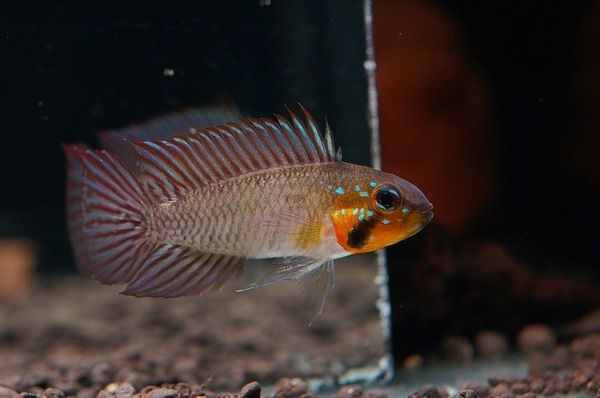 Apistogramma Gibbiceps - Nano Tanks Australia Aquarium Shop