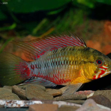 Apistogramma Hongsloi Red Line Price per fish - Nano Tanks Australia Aquarium Shop