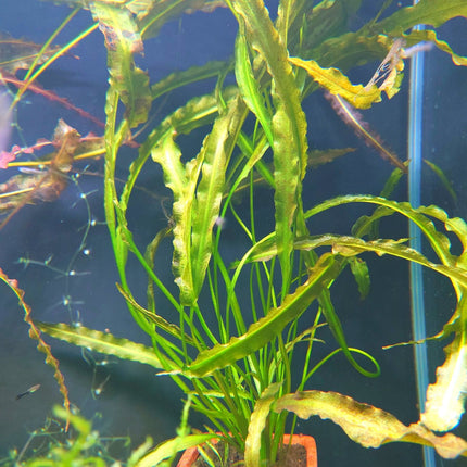 Aponogeton Crispus in terracotta pot - Nano Tanks Australia Aquarium Shop