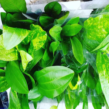 Assorted Amazon Swords (Echinodorus spp) - Nano Tanks Australia Aquarium Shop