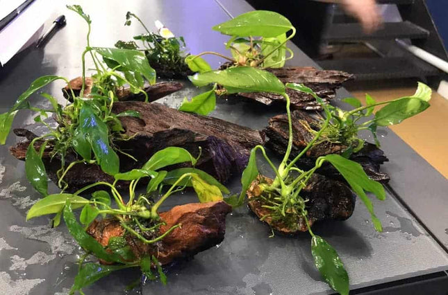 Assorted anubias on driftwood - Nano Tanks Australia Aquarium Shop