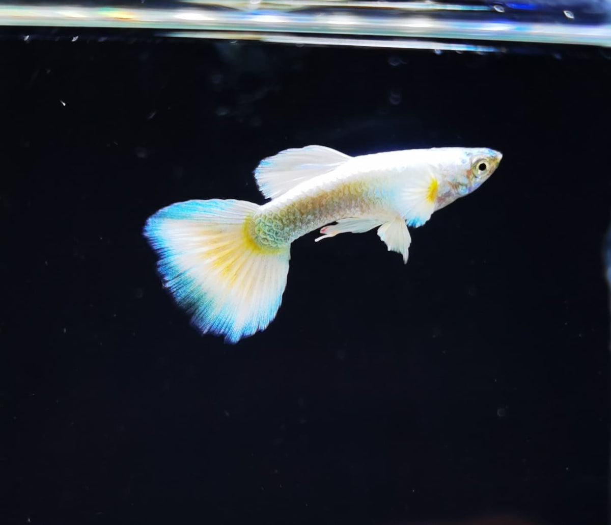 Assorted Elephant Ear Guppy (Males) Dumbo Nano Tanks Australia Aquarium Shop
