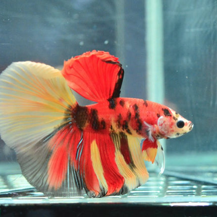 Assorted Koi Halfmoon Betta - Nano Tanks Australia Aquarium Shop