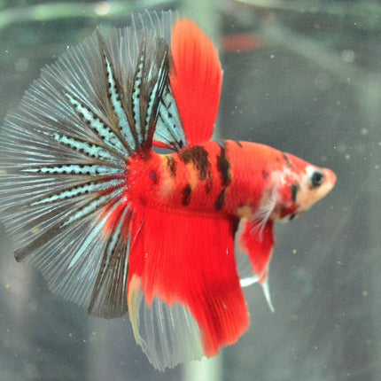 Assorted Koi Halfmoon Betta - Nano Tanks Australia Aquarium Shop