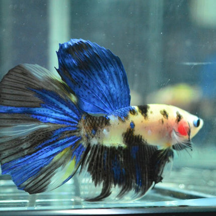 Assorted Koi Halfmoon Betta - Nano Tanks Australia Aquarium Shop