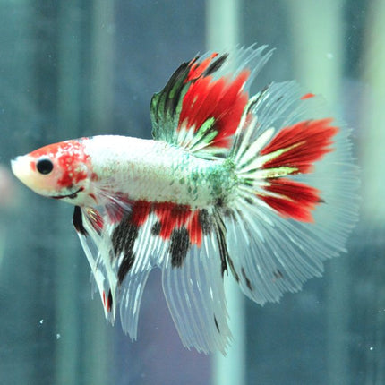 Assorted Koi Halfmoon Betta - Nano Tanks Australia Aquarium Shop