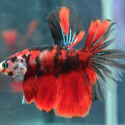 Assorted Koi Halfmoon Betta - Nano Tanks Australia Aquarium Shop