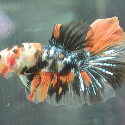 Assorted Koi Halfmoon Betta - Nano Tanks Australia Aquarium Shop