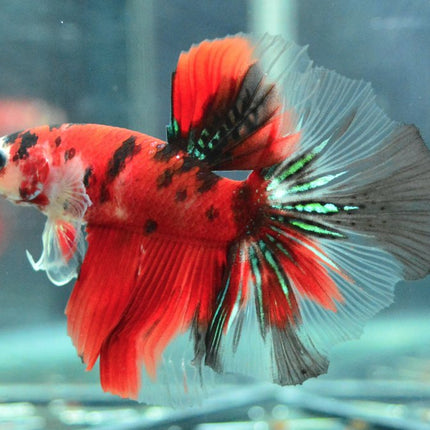 Assorted Koi Halfmoon Betta - Nano Tanks Australia Aquarium Shop