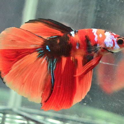 Assorted Koi Halfmoon Betta - Nano Tanks Australia Aquarium Shop
