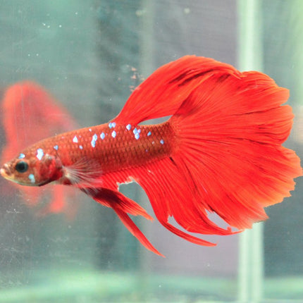 Assorted Koi Halfmoon Betta - Nano Tanks Australia Aquarium Shop